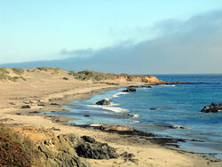 Elephant Seals