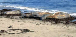 Elephant Seals