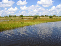 Sawgrass, Florida Everglades