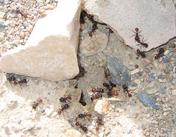 Seed Gathering Ants