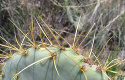 Prickly Pear