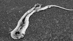 Roadkill Snake