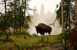 Bison