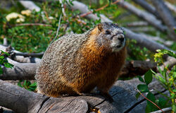 Marmot