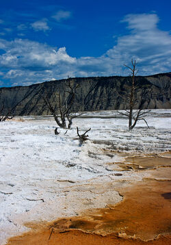 Mammoth Hot Springs