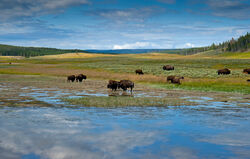 Bison in Hayden Valley