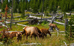 Deer Near Shoshone Lake