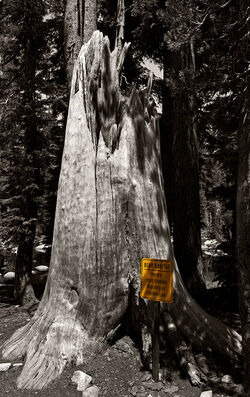 Bear Habitat, Near May Lake