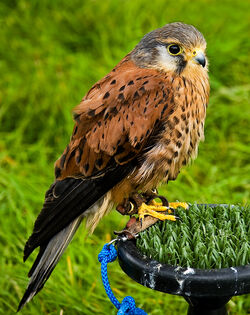 American Kestrel