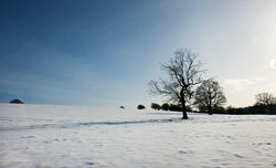 Snow 2012 Temple Newsam