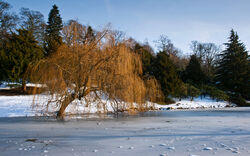 Snow at Temple Newsam, Feb 2012